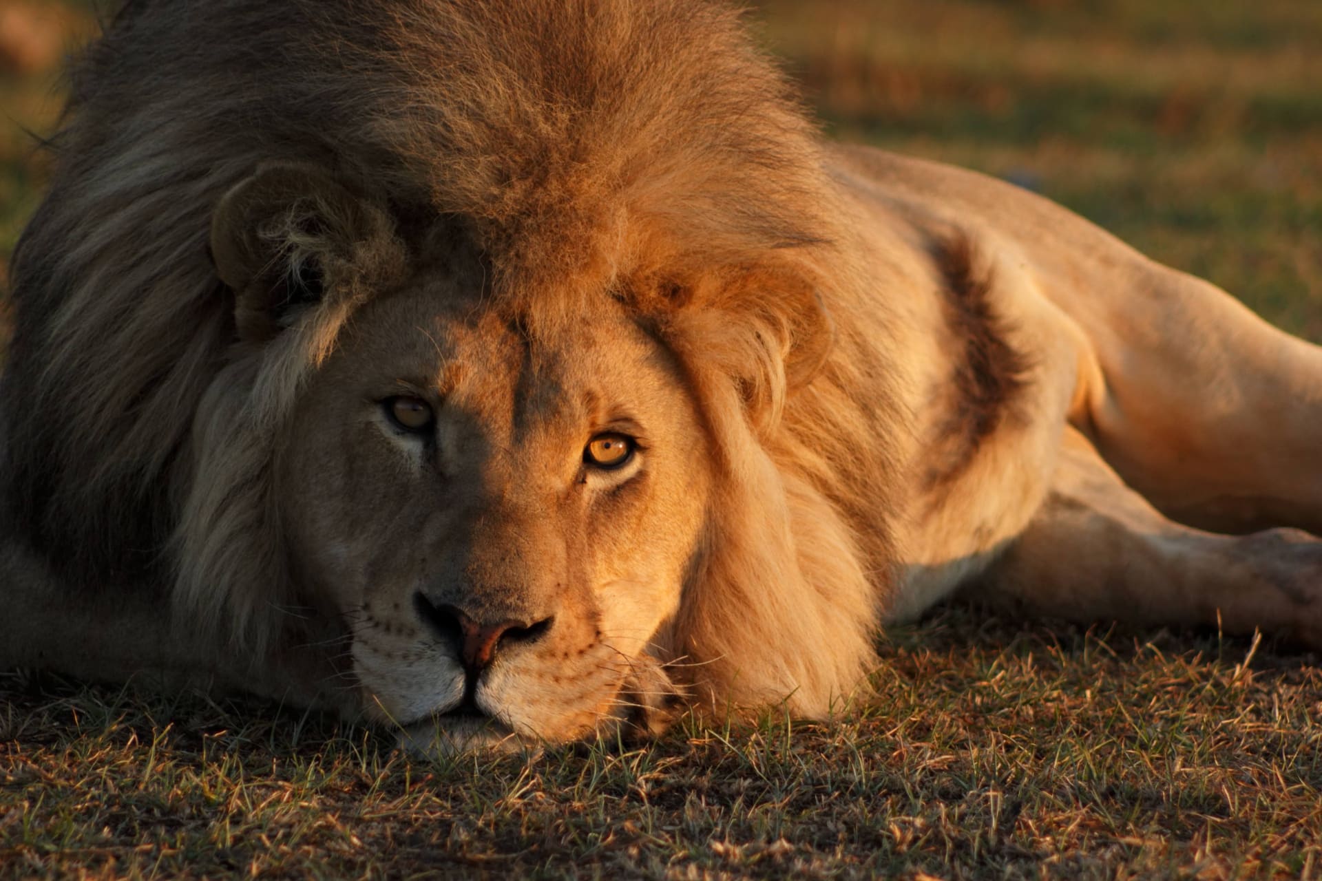 Lion-Africa