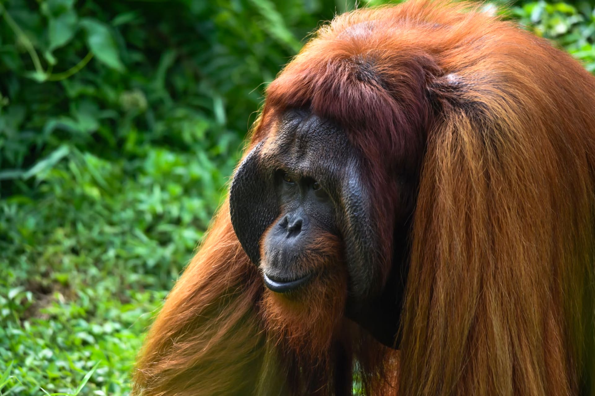 Orangutans-Indonesia