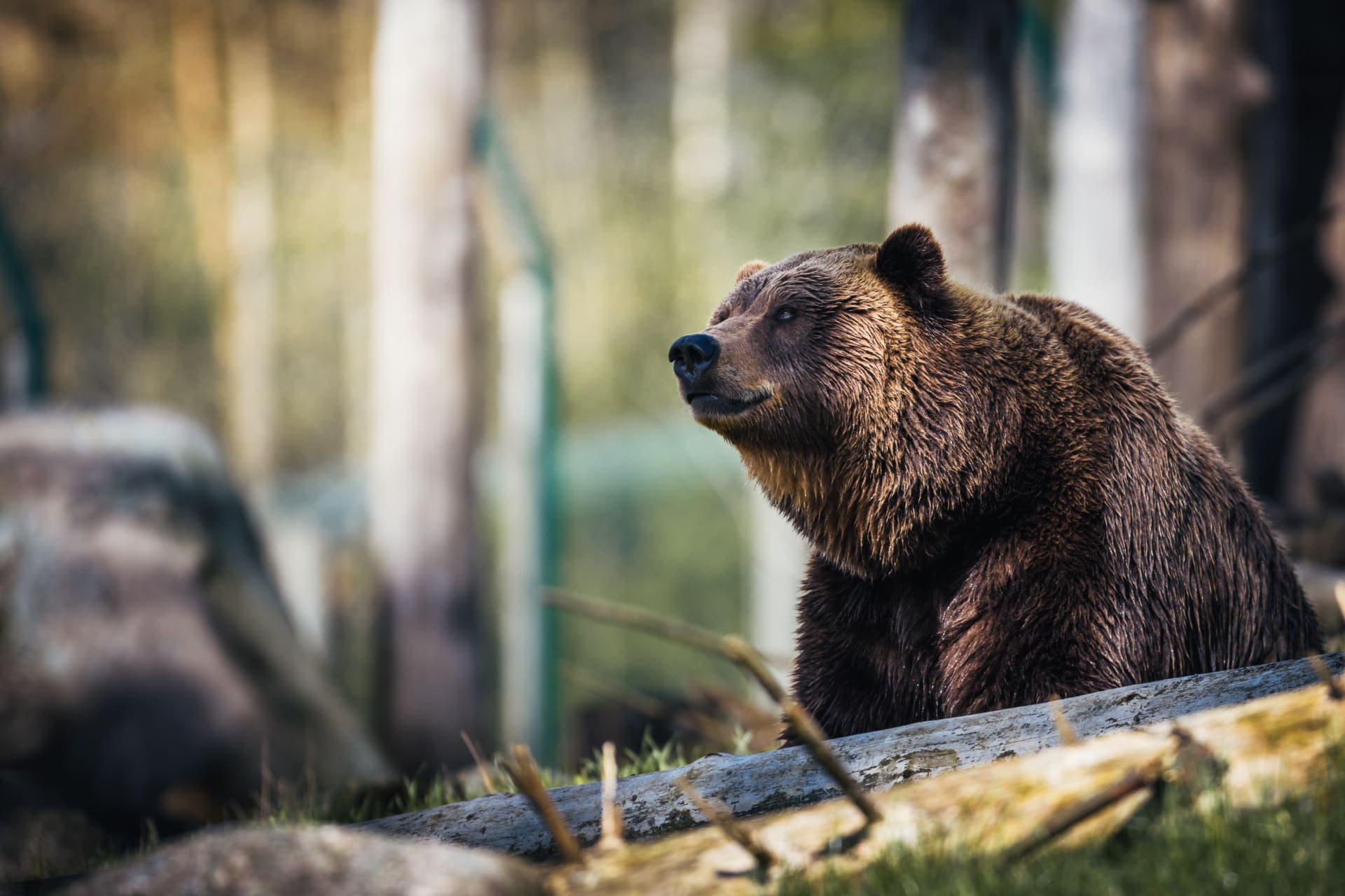 grizzly bears alaska